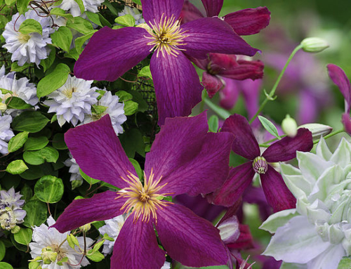 Where to Put the Clematis?