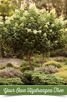 hydrangea tree link image