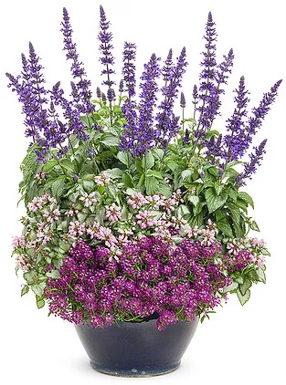 Create the perfect combination planter using the 'Thriller, Filler