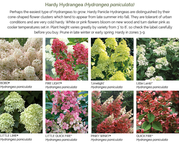 Hydrangeas Senses - Proven Beauty