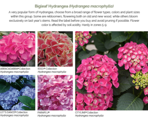 Hydrangeas Senses - Proven Beauty