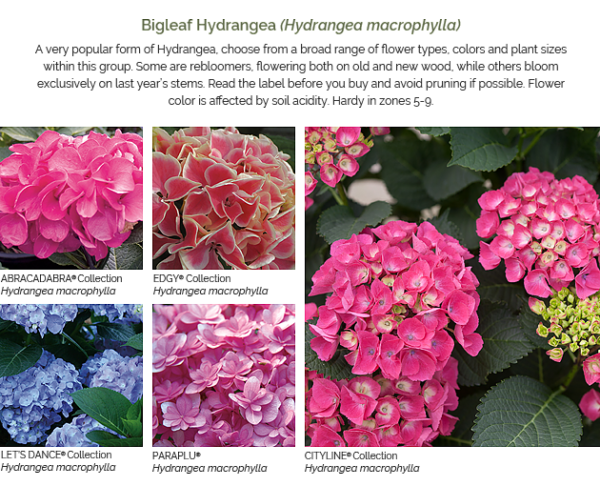 Hydrangeas Senses - Proven Beauty