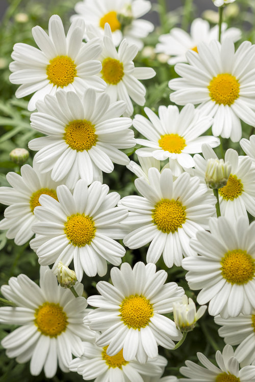 pure-white-butterfly-marguerite-daisy-argyranthemum-frutescens