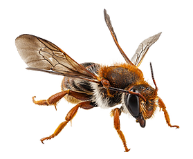 mason-bees - Proven Beauty