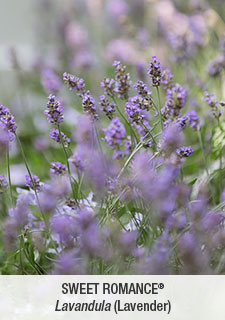sweet romance lavender