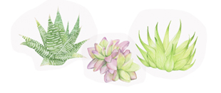 succulents-img