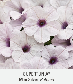 supertunia trailing silver petunia