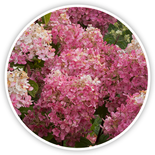 fire light hydrangea image 