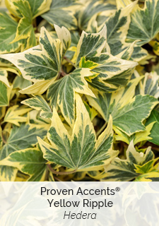 proven accents yellow ripple hedera