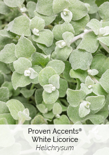 proven accents white licorice helichrysum