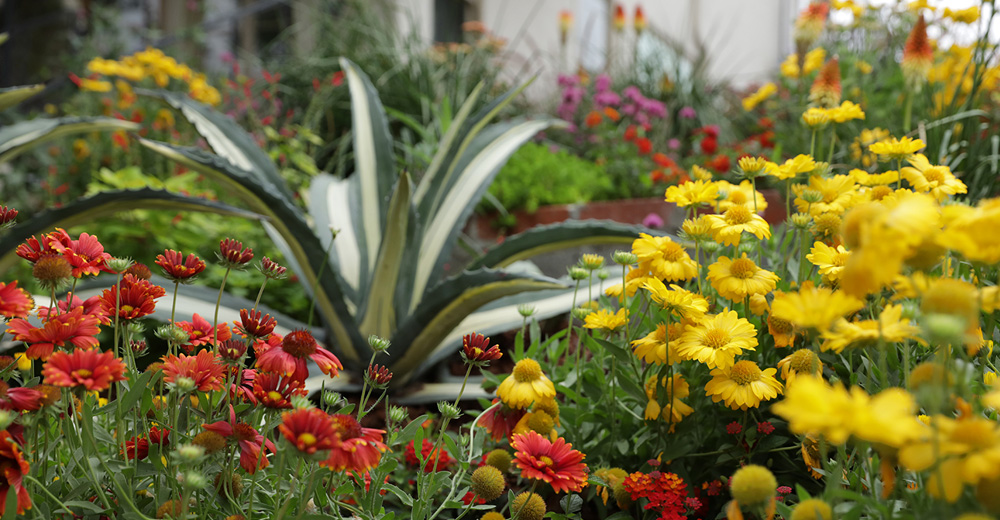 Low Water Use Plants Proven Beauty   Low Water Feature Img 