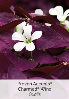 proven accents charmed wine oxalis