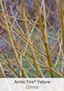 arctic fire yellow cornus