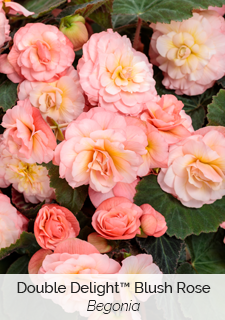 double delight blush rose begonia