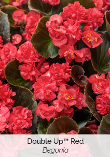 double up red begonia