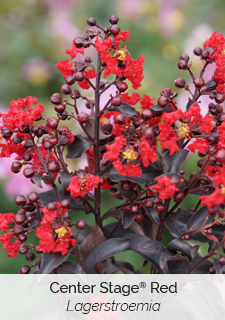 center stage red lagerstroemia