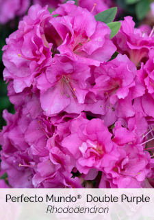perfecto mundo double purple rhododendron