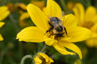 pollinator garden link
