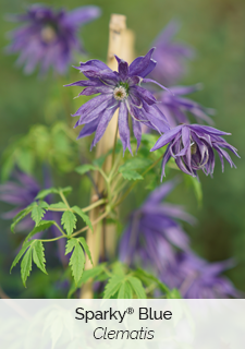 sparky blue clematis