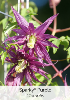 sparky purple clematis