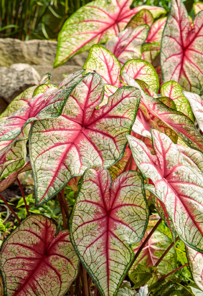 Shade Caladium Garden - Proven Beauty