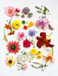 Edible Flower Guide - Proven Beauty