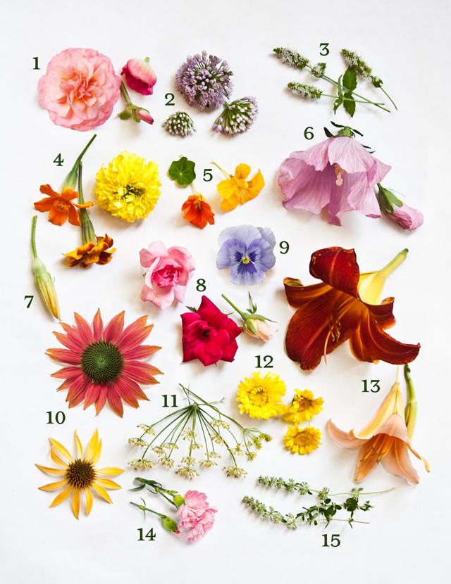 11 Best Edible Flowers for Cocktails, Recipe
