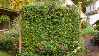 thunbergia wall link 