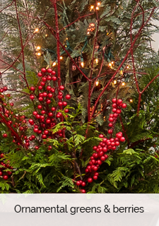 ornamental winter greens and berries