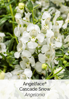 angelface cascade snow angelonia