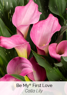be my first love calla lily 
