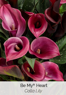 be my heart calla lily
