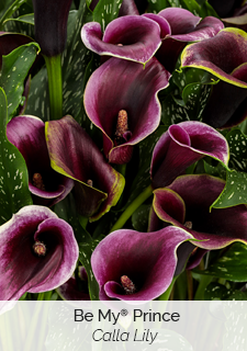 be my prince calla lily