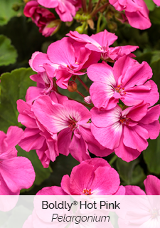 boldly hot pink pelargonium 
