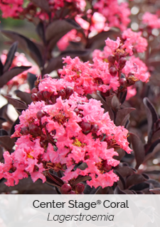 center stage coral lagerstroemia