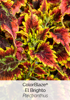 colorblaze el brighto plectranthus