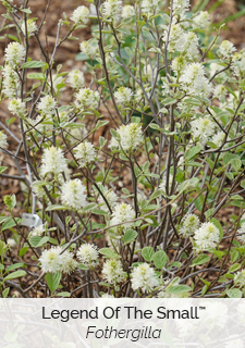 legend of the small fothergilla
