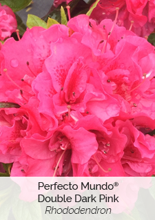 perfecto mundo double dark pink rhododendron