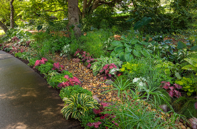 rain garden