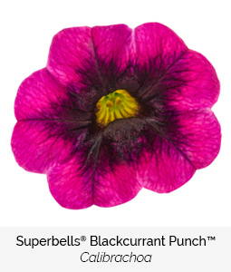 superbells blackcurrant punch calibrachoa