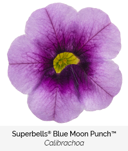 superbells blue moon punch calibrachoa