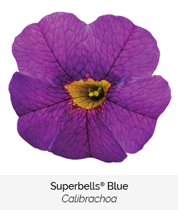 superbells blue calibrachoa