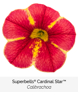 superbells cardinal star calibrachoa