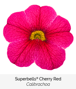 superbells cherry red calibrachoa