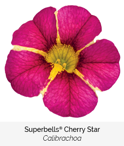 superbells cherry star calibrachoa