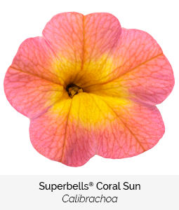superbells coral sun calibrachoa