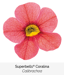 superbells coralina calibrachoa