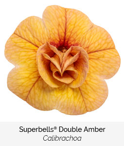 superbells double amber calibrachoa