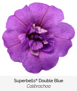 superbells double blue calibrachoa