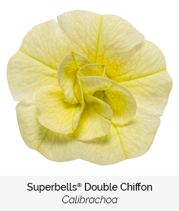 superbells double chiffon calibrachoa